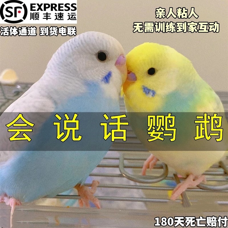 大头虎皮鹦鹉活鸟手养会说话的鹦鹉幼鸟唱歌小鸟牡丹玄凤观赏宠物,淘宝优惠券,粉丝福利购,淘宝优惠卷