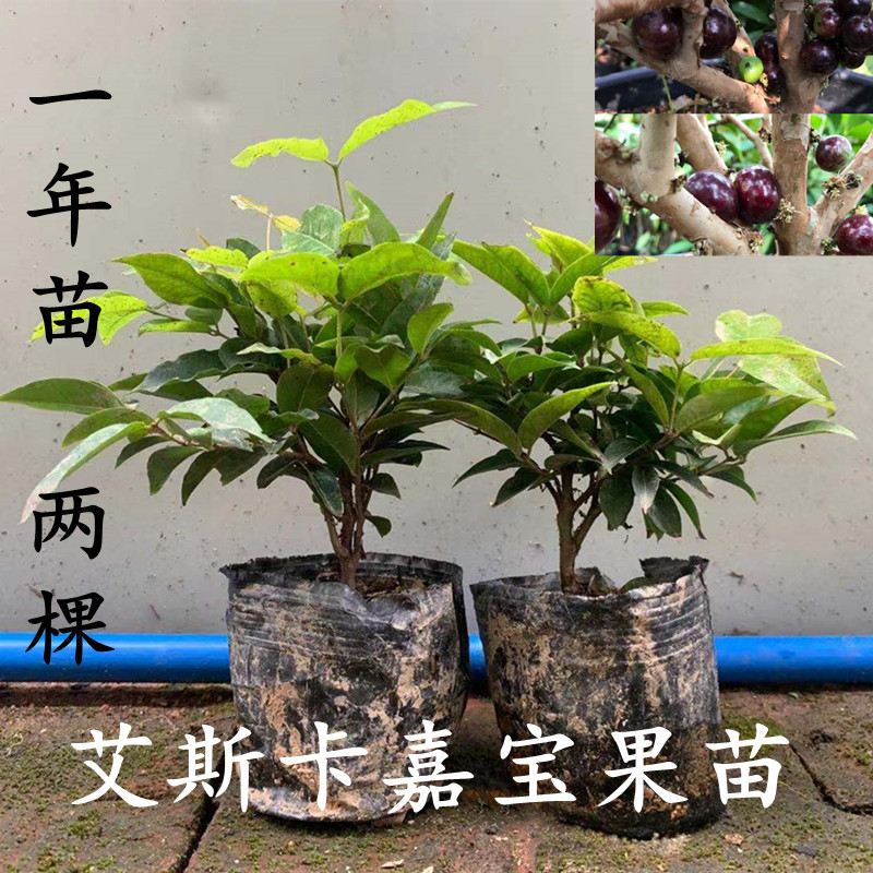 嘉宝果树苗四季树葡萄苗果树阳台庭院盆栽地栽南北种植沙巴艾斯卡 - 图2