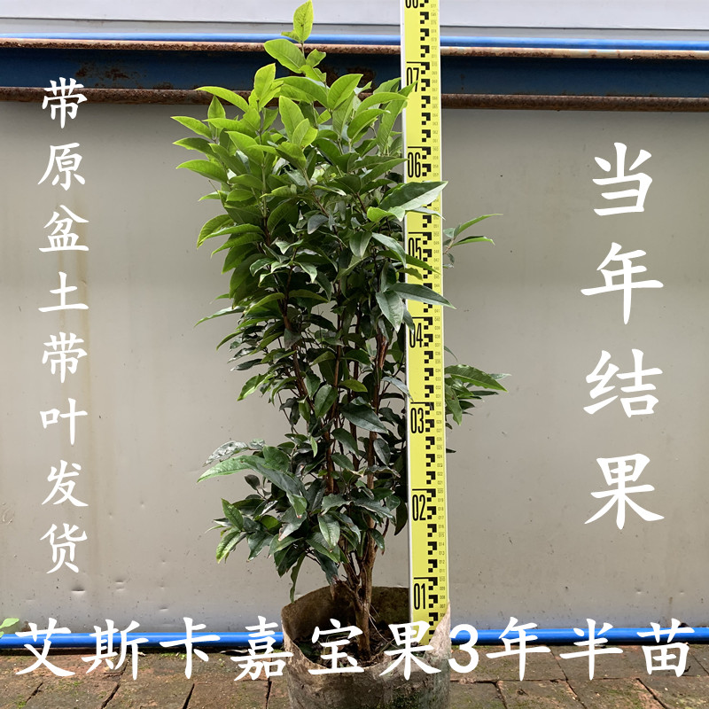 嘉宝果树苗四季树葡萄苗果树阳台庭院盆栽地栽南北种植沙巴艾斯卡 - 图1