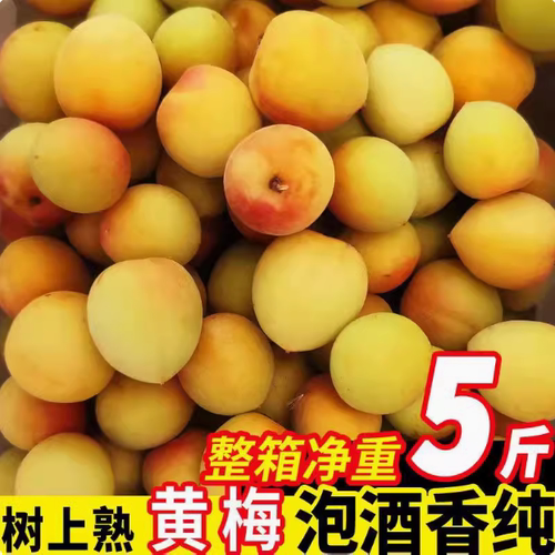 正宗福建漳州胭脂梅新鲜青梅生鲜配送香味浓酸度高泡酒专用 - 图2