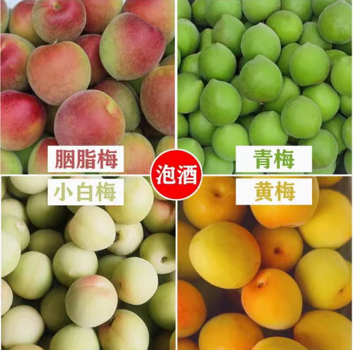 正宗福建漳州胭脂梅新鲜青梅生鲜配送香味浓酸度高泡酒专用 - 图3