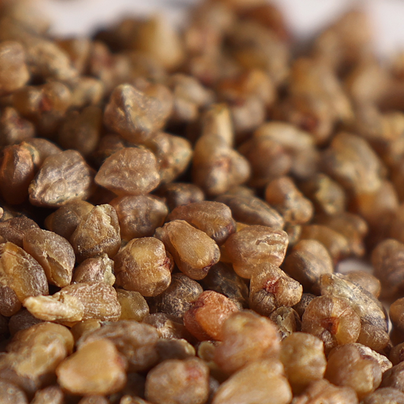 贵州特产威宁苦荞水晶米荞麦饭可渡河五谷粗粮糙米杂粮饭低脂袋装 - 图1