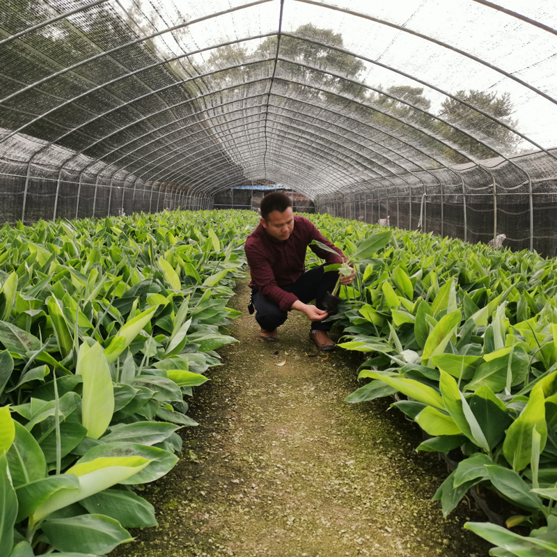 红香蕉苗树苗西贡皇帝蕉B6南方四季地栽种植带土叶广西发货包邮 - 图1