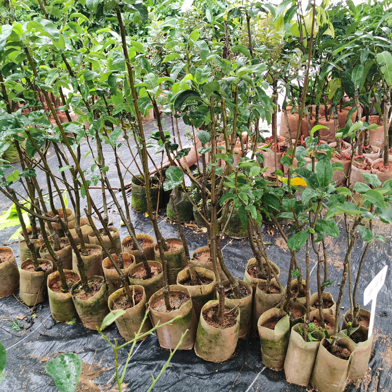 沙梨树苗优良嫁接 庭院盆栽 黄花梨果树苗山岭地栽南北方种植果苗 - 图0