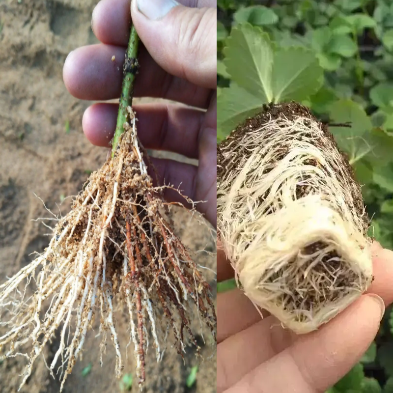 生根粉植物通用生根剂壮苗多肉花卉兰花果树移栽扦插专用生根液 - 图1