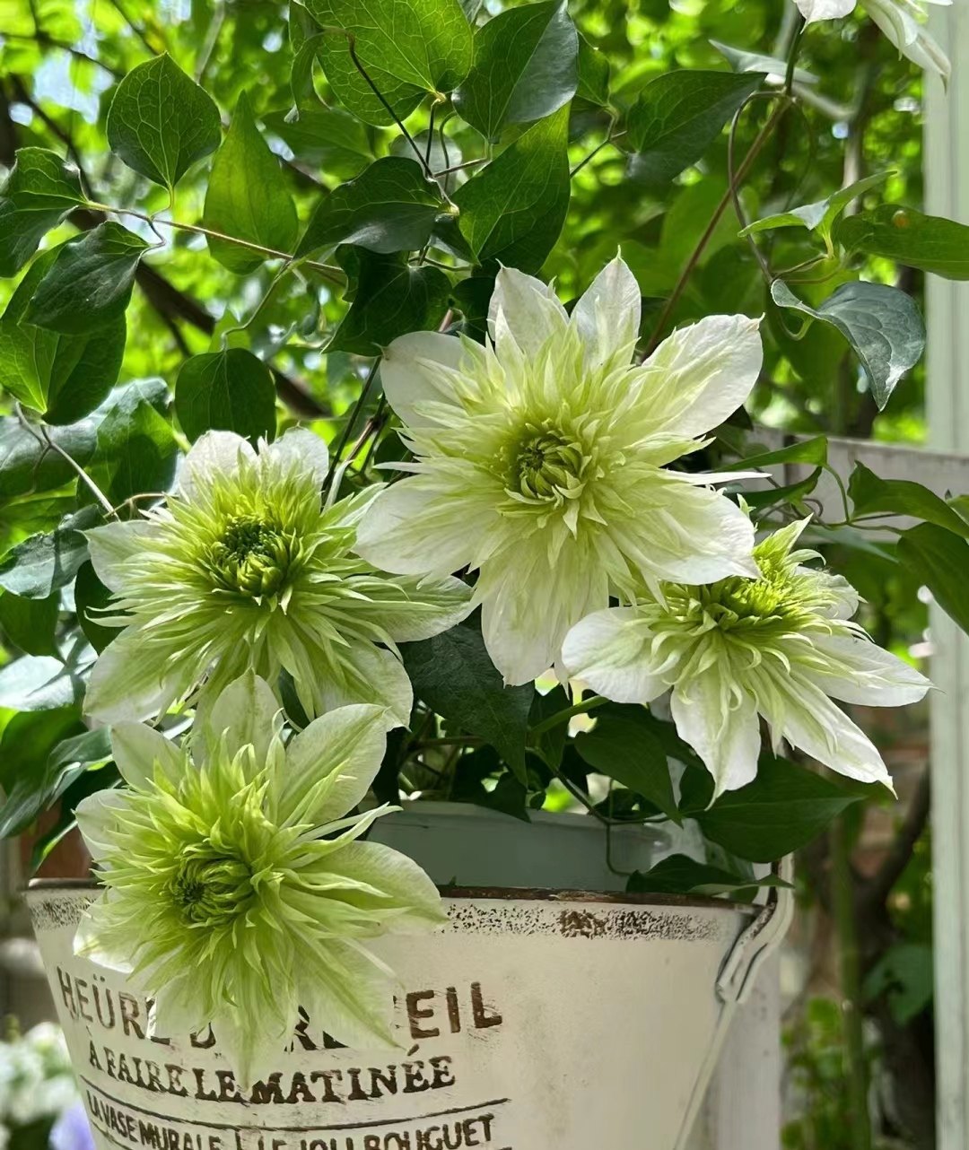 铁线莲二类早花约瑟芬皇帝解放魔喷攀援爬藤阳台庭院植物盆栽花苗,淘宝优惠券,粉丝福利购,淘宝优惠卷