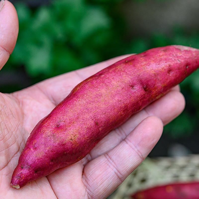 临安天目山小香薯中号5斤新鲜地瓜 赫杰哥番薯