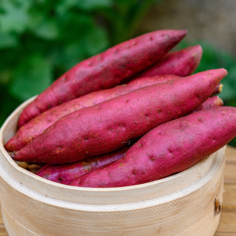 临安天目山小香薯中号5斤新鲜地瓜 赫杰哥番薯