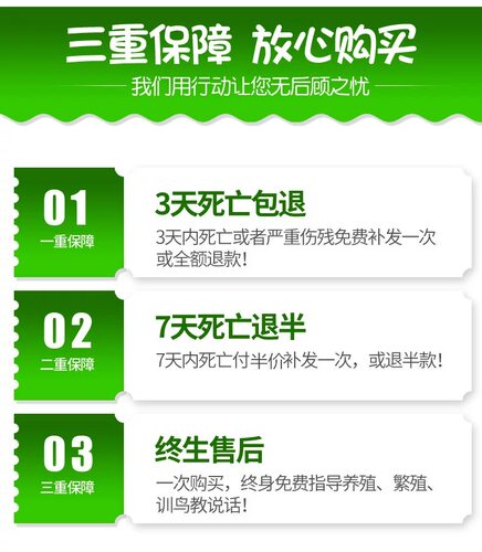 顺丰快递虎皮鹦鹉活物小型手养玄凤云斑会说话幼鸟宠物鸟活体繁殖 - 图2