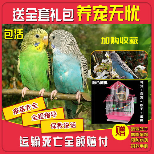 顺丰快递虎皮鹦鹉活物小型手养玄凤云斑会说话幼鸟宠物鸟活体繁殖 - 图1