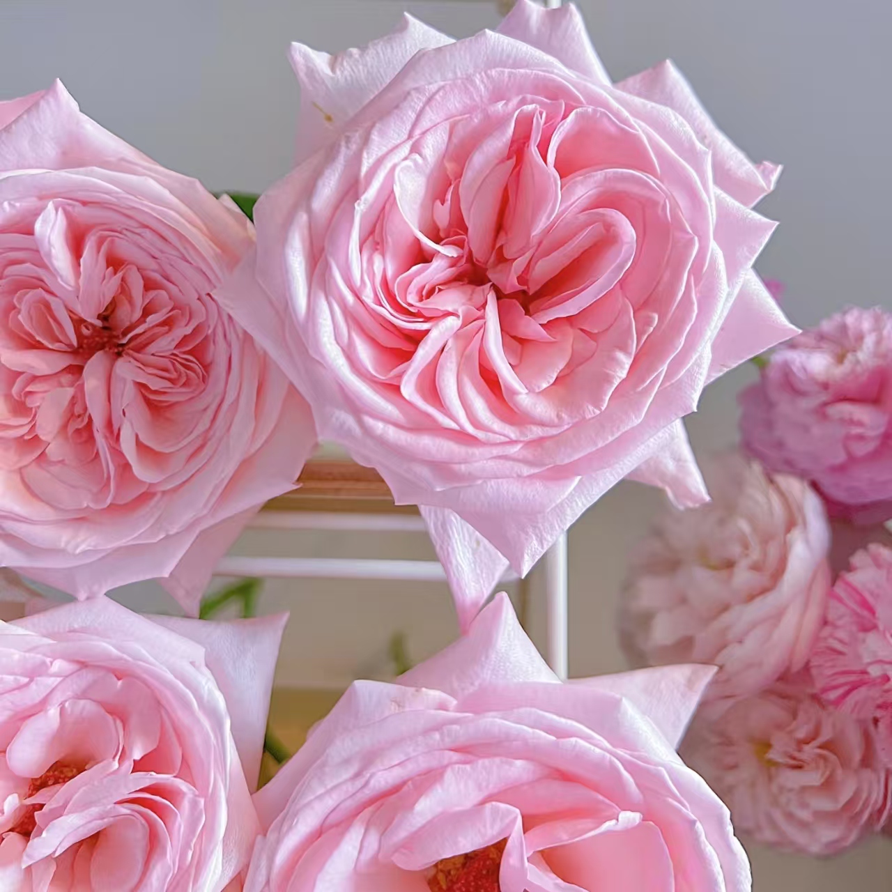 Aa级粉荔枝玫瑰花云南鲜花基地直发家用水养插花束教师节中秋顺丰 - 图3