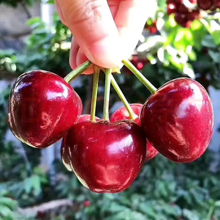 [48小时发货]现货美早大樱桃几口车厘子4j现摘新鲜孕妇水果包邮,淘宝优惠券,粉丝福利购,淘宝优惠卷