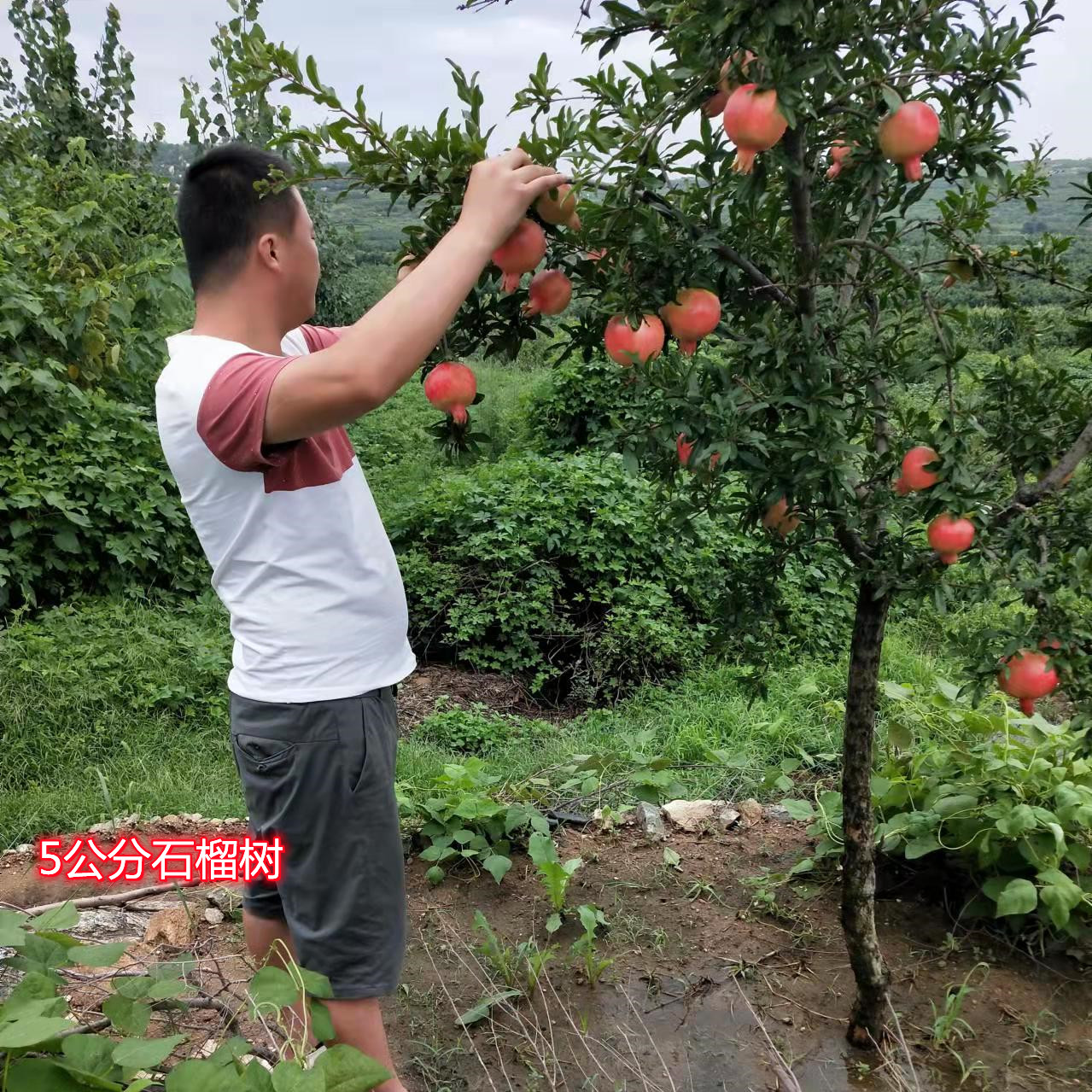 大石榴树树苗软籽石榴苗突尼斯盆栽地栽南北方庭院种植石榴苗树-图2