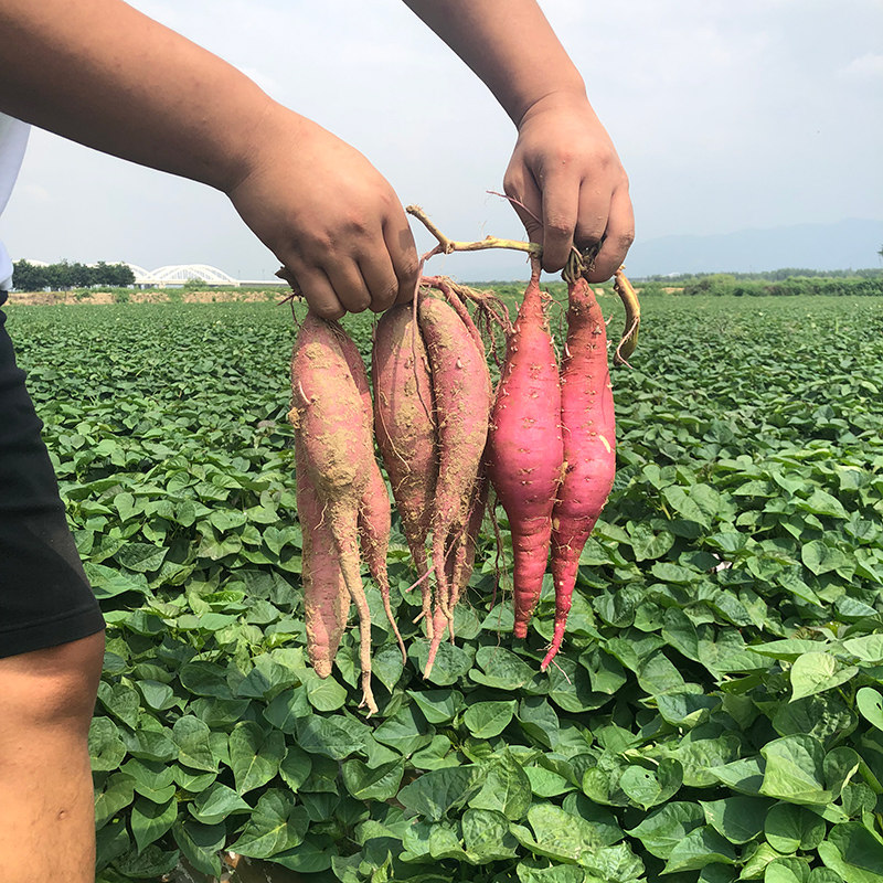 陕西板栗红薯蜜薯新鲜10斤 朝道臻品生鲜番薯