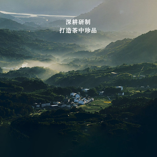 梅相靖大师白茶海丝之路一级枞荒寿眉2022年福鼎白茶散茶5斤装 - 图2