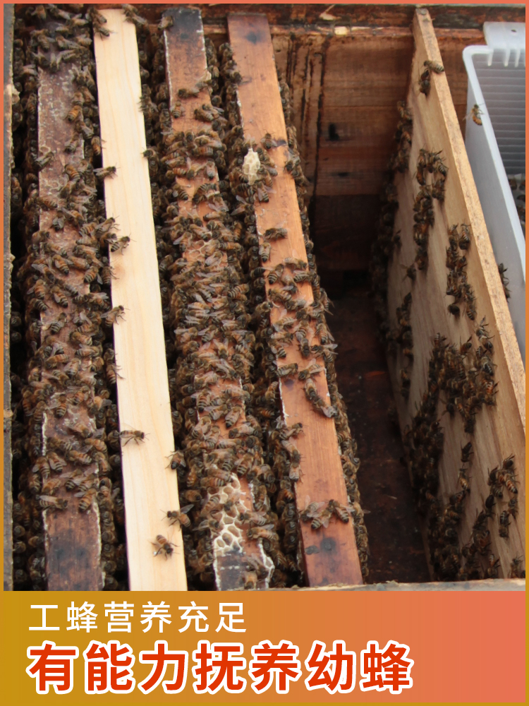 喂蜂花粉浆天然花粉中蜂专用蜜蜂饲料蜂粮养蜂工具