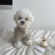 Autumn and winter lazy sweater dog clothes Korean version ins cat pet clothing Teddy Bichon Pomeranian to keep feet warm