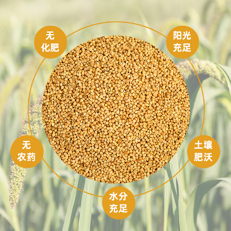 鸟粮新黄谷子带壳小米虎皮玄凤鹦鹉鸟食中小型鹦鹉文鸟饲料5斤-图2