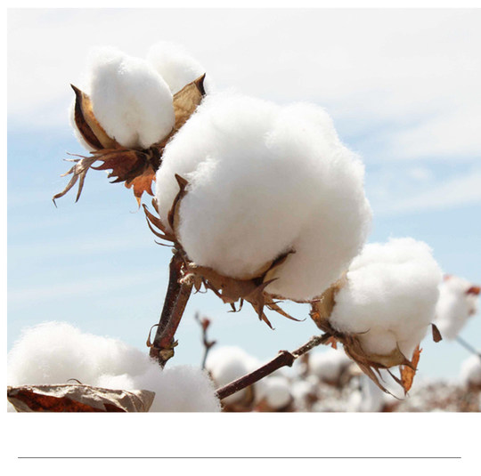 10 Xinjiang towels Jialiya pure cotton