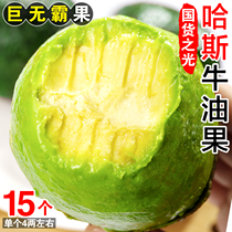 Butter fruit Big fruit fresh fruit Yunnan Haas should be cooked through the whole box cooked ready-to-eat first-class avocado 15