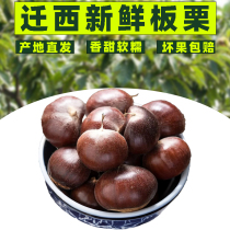 23 years Zhengzong Authentic Chinese Chestnut Raw Fresh Wild Small Plate Chestnut Chestnut Chestnut Hebei Tangshan Yan Mountain raw oil chestnut hair chestnut