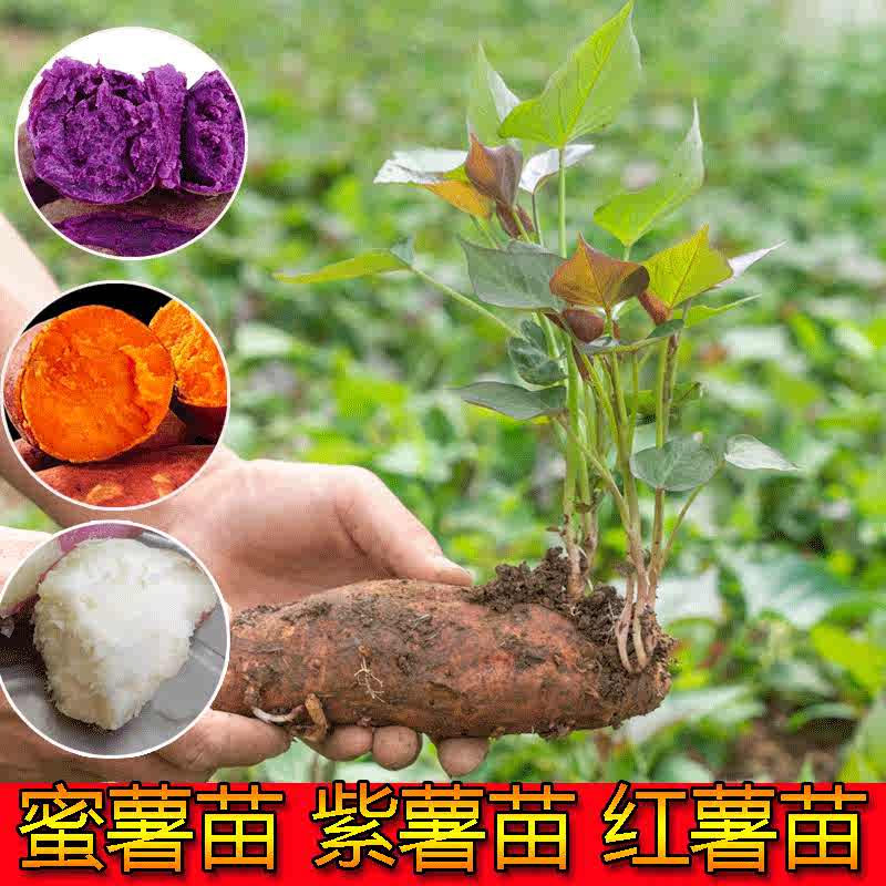 杏树 新人首单立减十元 21年8月 淘宝海外