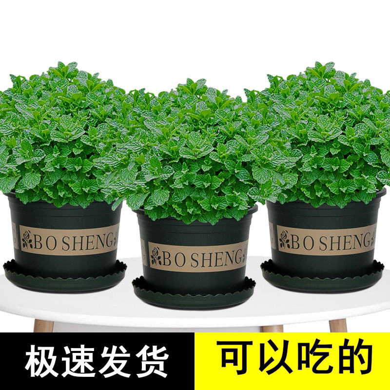 菠荷盆栽禄植去蚊子薄荷叶新鲜食用花盆可以吃的驱蚊草植物室内 - 图0