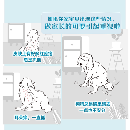 【官方正品】皇家小型成犬皮肤全价处方粮SKS25护肤2KG单小包 - 图1