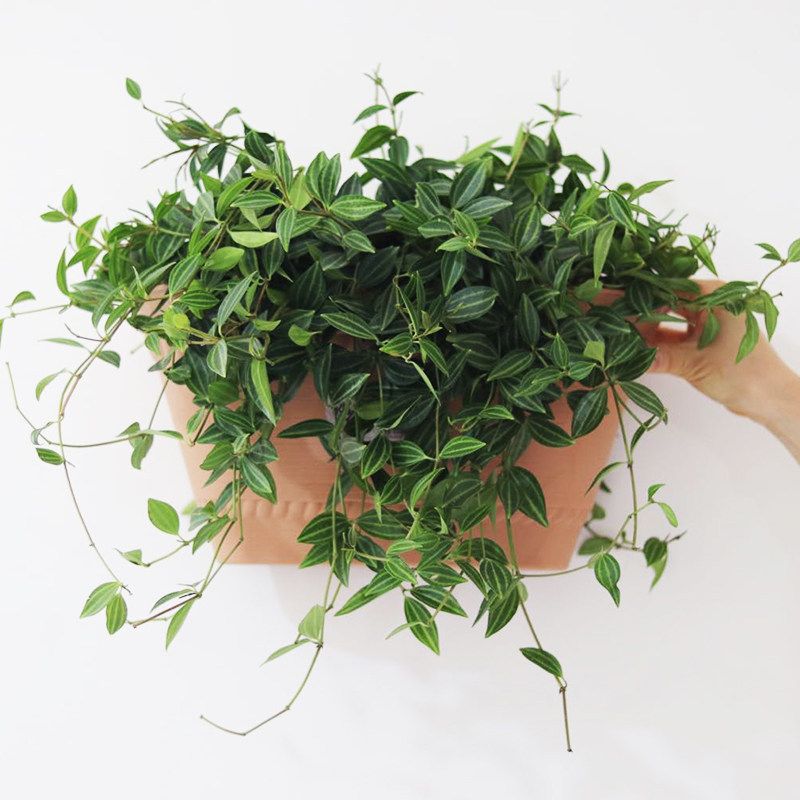 爱丽思复古半壁挂塑料树脂阳台栏杆绿萝多肉吊兰爱丽思悬挂式花盆,淘宝优惠券,粉丝福利购,淘宝优惠卷