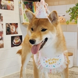 Корейская собака и кошачья вечеринка биб питоц