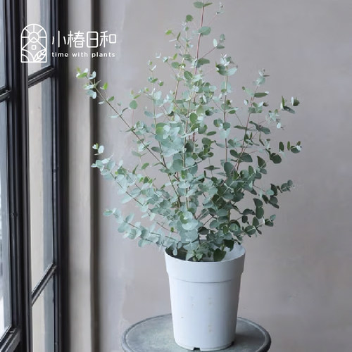 小椿日和 尤加利‘银水滴’Eucalyptus Silver drop 银叶常绿庭院 - 图0