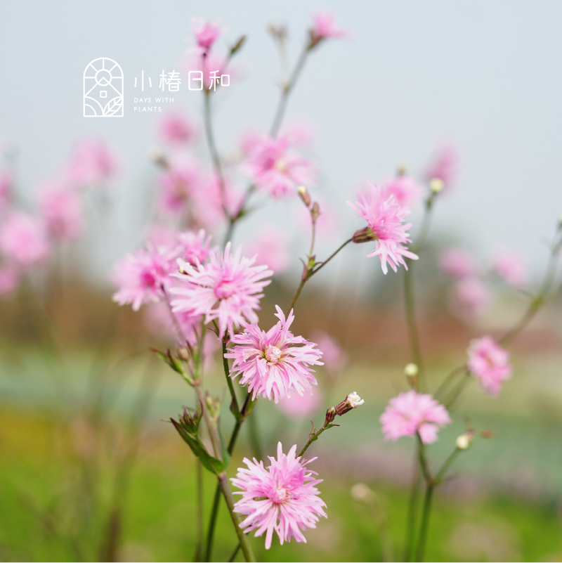 小椿日和粉花剪秋萝珍妮耐寒耐热易养殖花期长花量大庭院2加仑盆-图0