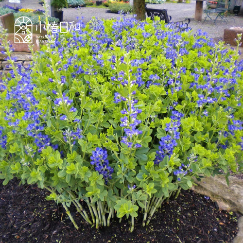 小椿日和 澳洲蓝豆 赛靛花露台花园花境耐旱耐寒花卉宿根植物盆栽 - 图0