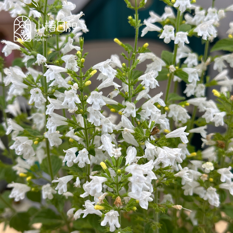 小椿日和新风轮菜‘云系列’香云新款花卉庭院耐热耐寒植物盆栽-图2