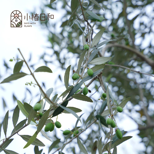 小椿日和 油橄榄盆栽树 地中海ins 室内客厅花园阳台耐热耐晒绿植 - 图3