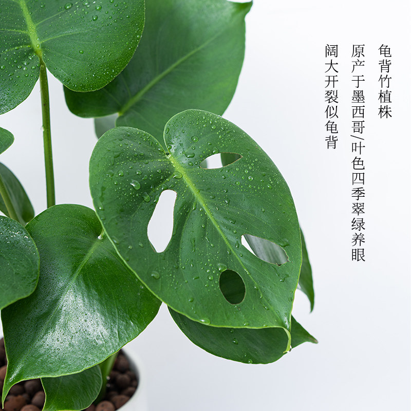 龟背竹大型盆栽好养北欧ins绿植室内客厅净化空气吸甲醛观叶植物_虎窝淘
