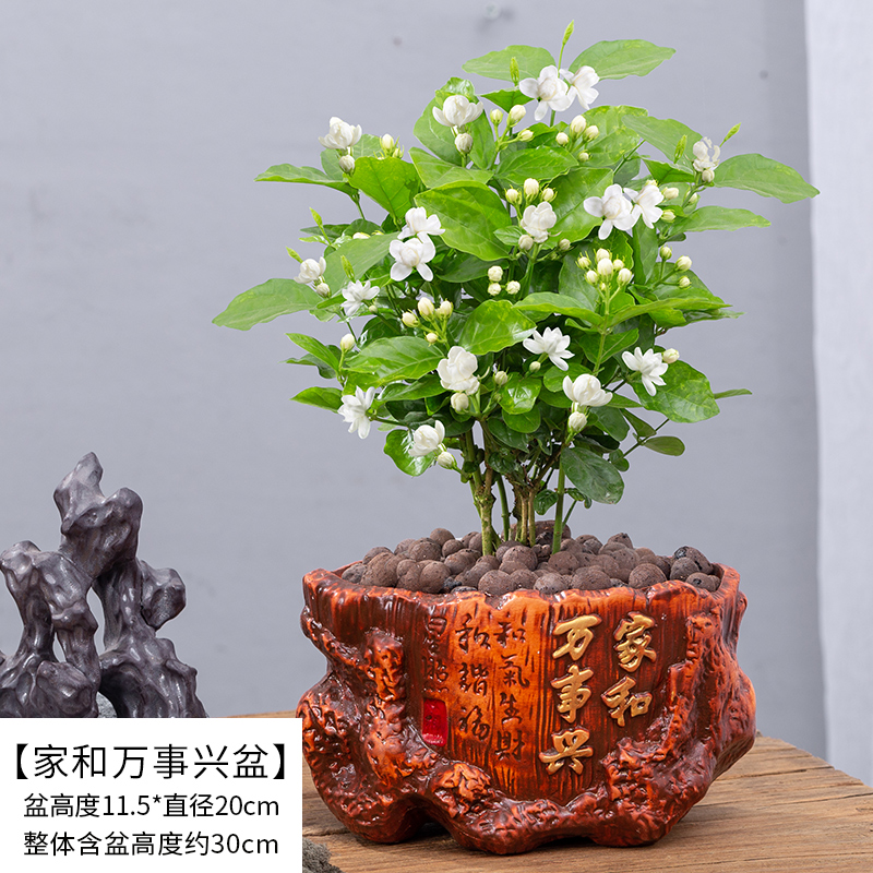 茉莉花盆栽重瓣开花浓香四季好养室内阳台庭院驱蚊防蚊观花卉绿植