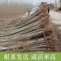 White Poplar Sapling white poplar Yang Shuo Yang 107 Speed raw Yang Shuyang Miao afforestation 3804 Baiyang Miao Courtyard