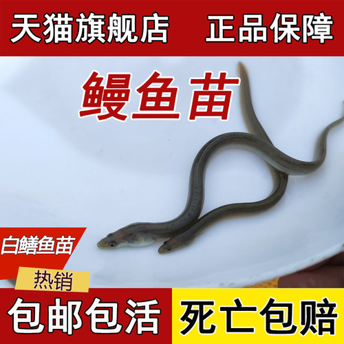 鳗鱼苗白鳝鱼苗淡水养殖食用幼苗白鳗花鳗河鳗鲜活鱼饲料放流批发 - 图3