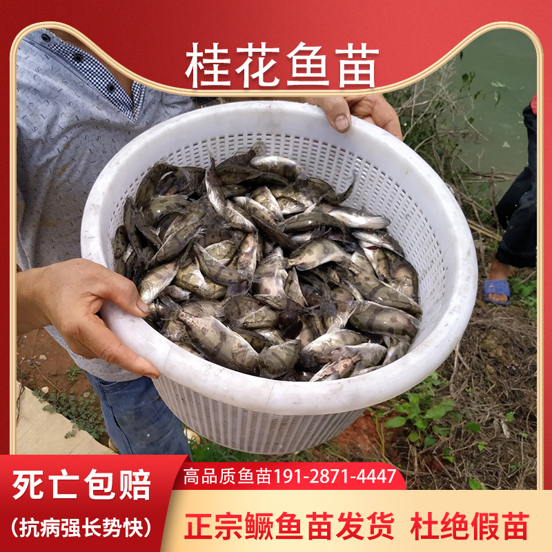 桂鱼苗淡水养殖食用桂花鱼苗大号规格鳜鱼苗活体凶猛路亚鱼苗批发-图3