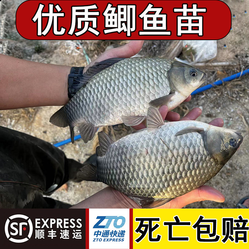 鲫鱼苗特大中科35号鲫鱼白鲫鱼湘云工程黄金鲫鱼苗土鲫鱼饲料批发,淘宝优惠券,粉丝福利购,淘宝优惠卷