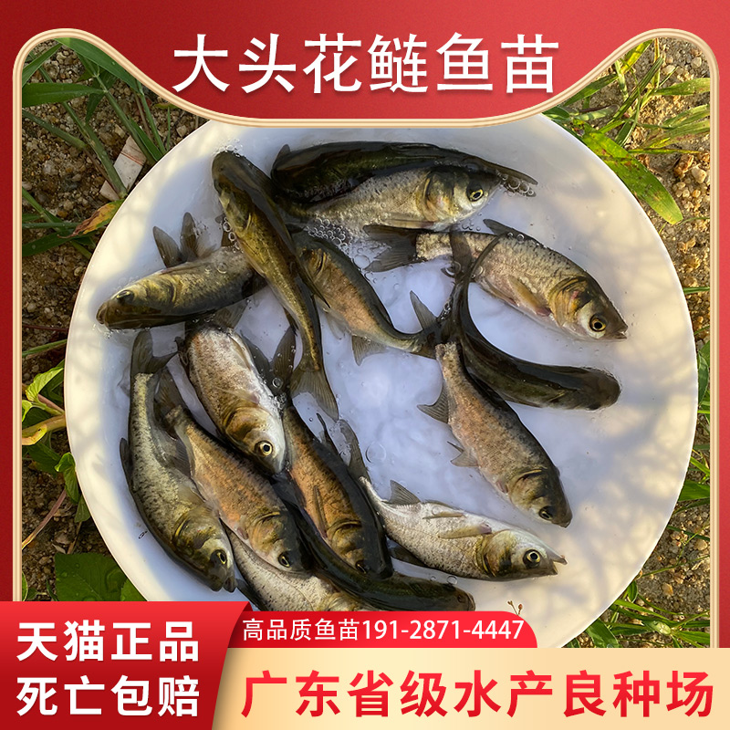 大头鱼苗花鲢鱼苗淡水养殖批活体饲料鲢鳙鱼苗胖头鱼雄鱼黑鲢白鲢-图1