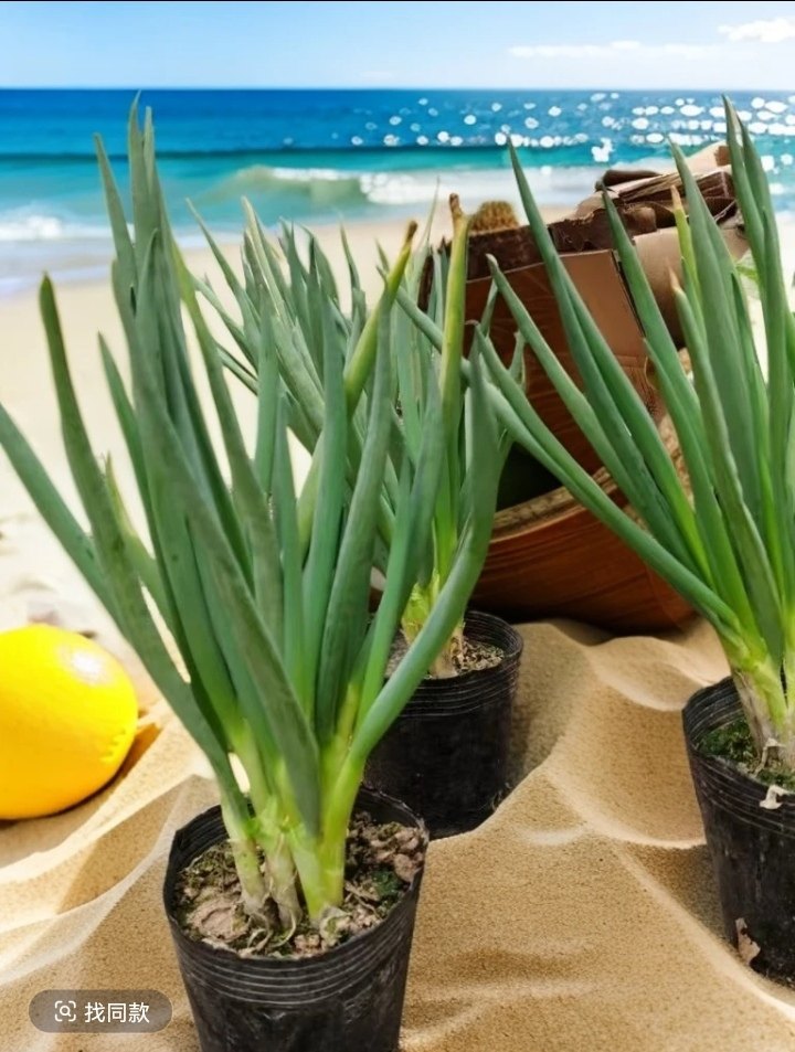 闽南风葱 农家风葱盆栽风葱 漳州风葱 厦门风葱 闽南特色风味美食,淘宝优惠券,粉丝福利购,淘宝优惠卷