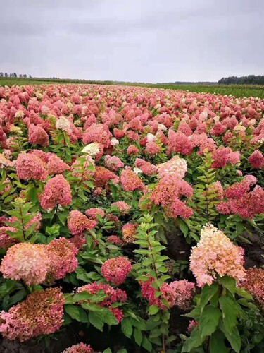 耐寒地栽木绣球圆锥绣球草莓棒棒糖木本植物盆栽花苗易活好养花卉 - 图1