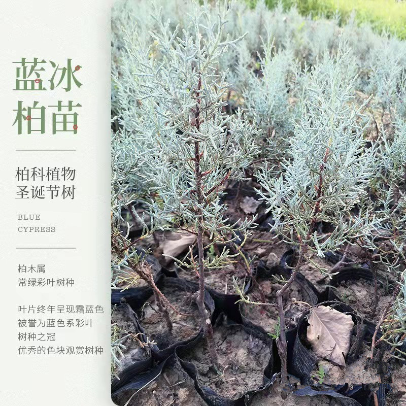 蓝冰柏四季常绿耐寒耐旱植物 - 图1