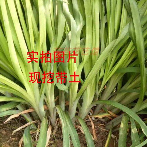 绿化大花萱草忘忧草宿根耐寒金娃娃萱草花苗地被庭院阳台盆栽花卉 - 图1