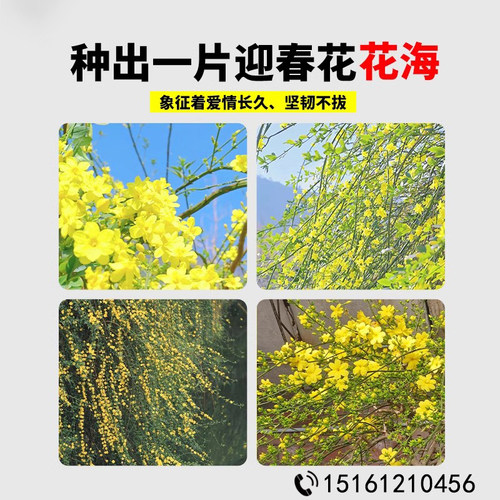 迎春花树苗花卉庭院连翘爬藤植物开花耐寒大苗绿化工程小苗 - 图3