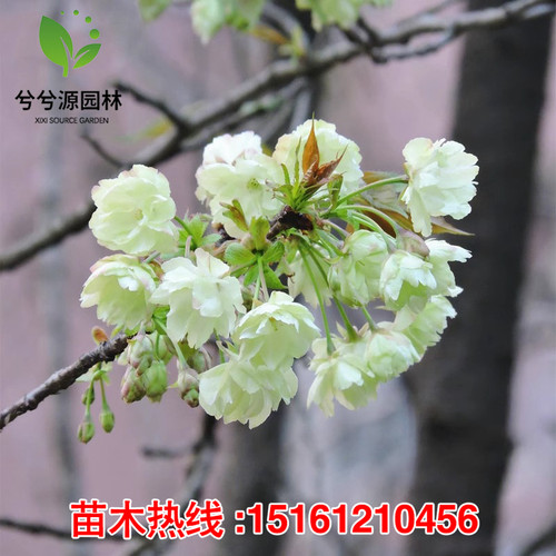 嫁接樱花树苗染井吉野樱花早樱晚樱庭院别墅大型风景树当年开花树 - 图2