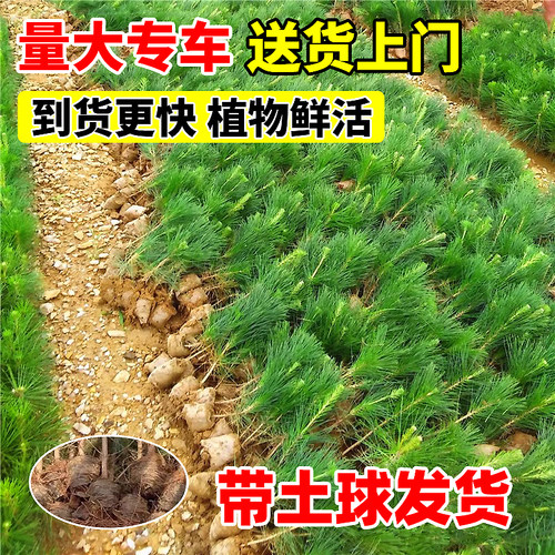 黑松树苗黑松盆景造型树老桩盆景四季常青耐寒绿化风景日本黑松树 - 图2