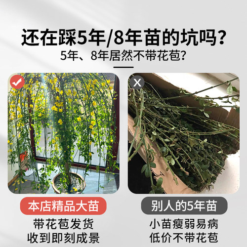 迎春花树苗花卉庭院连翘爬藤植物开花耐寒大苗绿化工程小苗 - 图2
